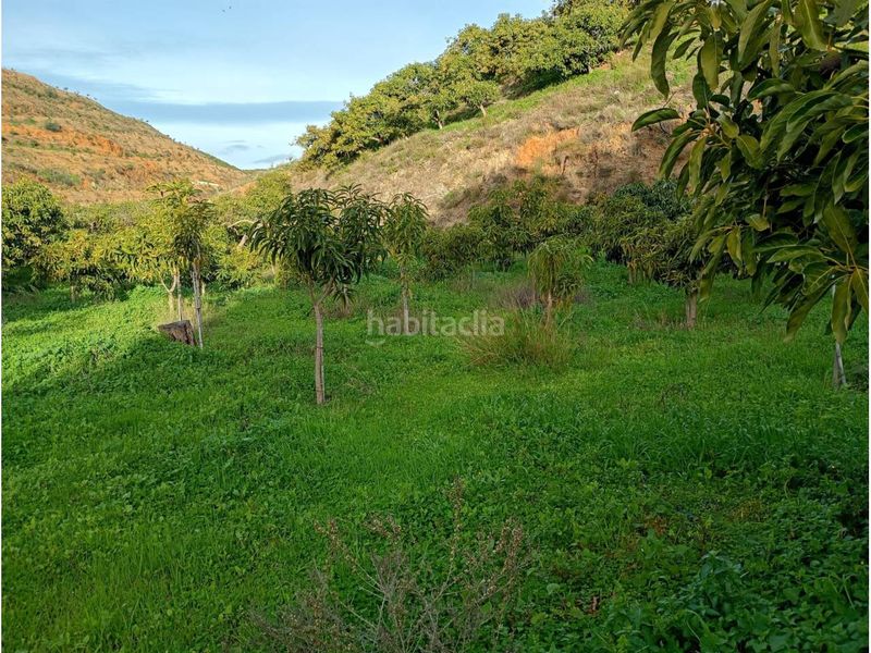 Foto acdb9418-0b4c-4a87-89e6-0c85bde7b6be. Finca rústica a Norte - Barrio del Pilar - El Reñidero Vélez - Málaga