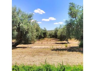 Landgut  Avenida obispo medina olmos. Olivar con negocio de aceite llave en mano en guadix