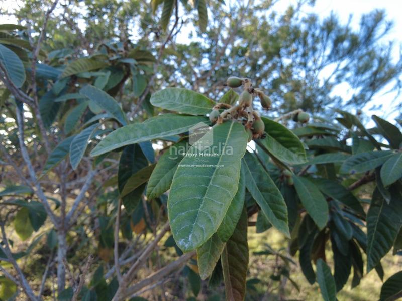 Foto 242baef2-c7fb-4865-8f77-84367995b8d1. Mas dans Partida Comunes-Adsubia Xàbia