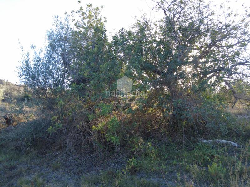 Foto a01de664-754e-4647-9d73-147592e46578. Mas dans Partida Comunes-Adsubia Xàbia