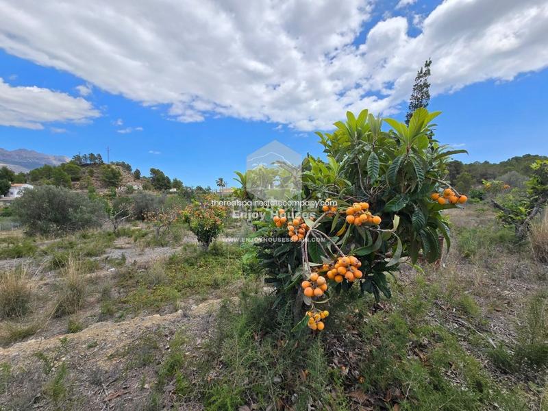 Foto 207fcfd9-957a-4125-a7fe-ec33eb67980c. Finca rústica oferta exclusiva en la nucía en El Tossal-Bello Horizonte Nucia (la)