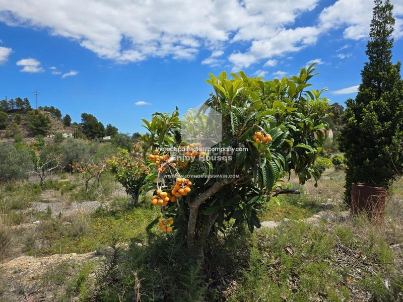 Foto 911dfdf0-8af2-4b6a-b331-08e429ef0b46. Finca rústica oferta exclusiva en la nucía en El Tossal-Bello Horizonte Nucia (la)