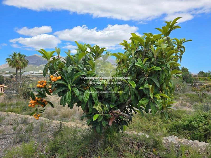 Foto fac9dcfd-1cc8-4eac-8c63-44b293010095. Finca rústica oferta exclusiva en la nucía en El Tossal-Bello Horizonte Nucia (la)