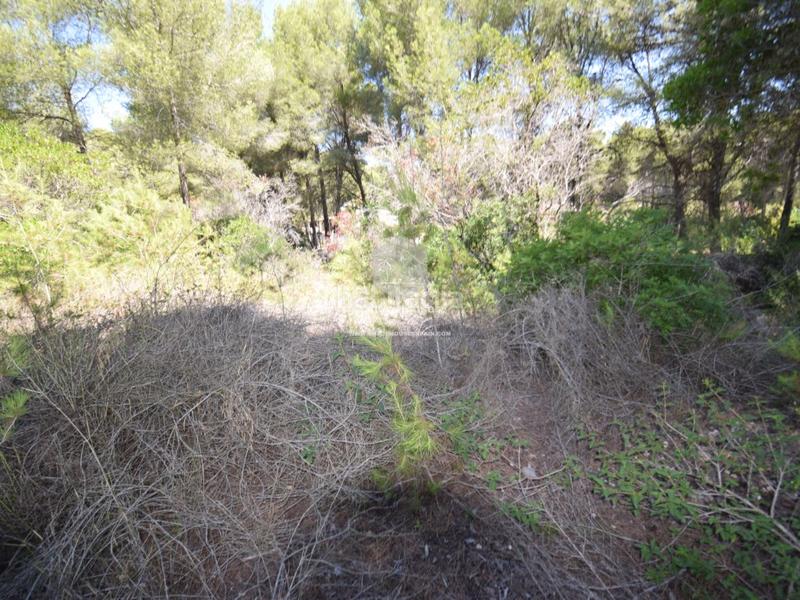 Foto 203d26d7-de5f-4b10-8cb2-9e847f4f4137. Finca rústica a Partida Comunes-Adsubia Xàbia