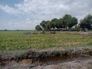 Finca rústica a Carrer de casablanca 41. Finca agrícola de regadío en almenara en producción
