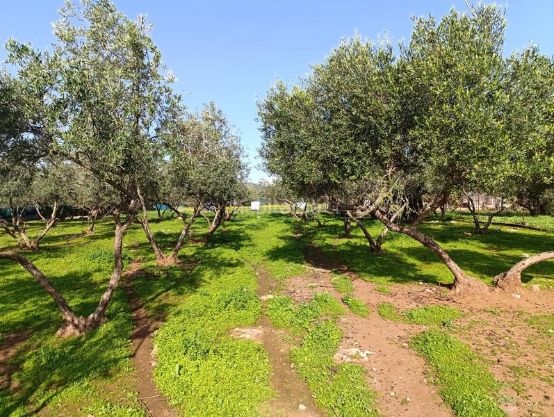 Foto 7e33b2f8-7e7d-48eb-876e-a378d4fa0596. Chalet increíble chalet en lora del rio totalmente reformado con piscina y olivar en Lora del Río