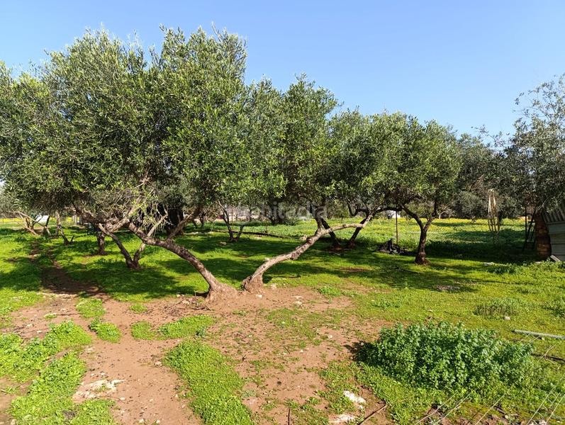 Foto a18166b9-a013-405d-9ae8-dbd0408ceeb9. Chalet increíble chalet en lora del rio totalmente reformado con piscina y olivar en Lora del Río