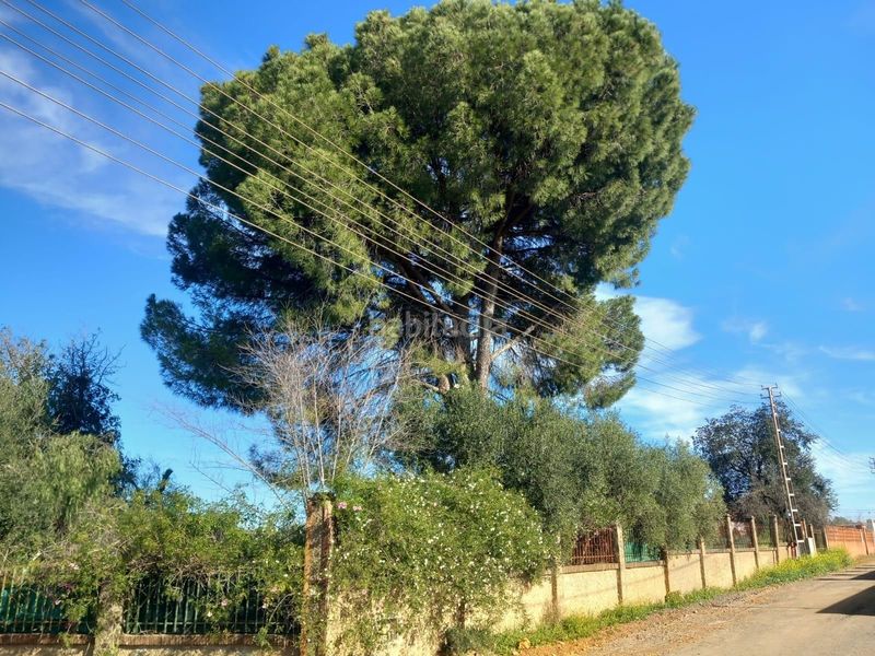 Foto ab6aaf66-6a83-4bdd-b2b1-a065ce5f9ca4. Xalet amb piscina a Carmona