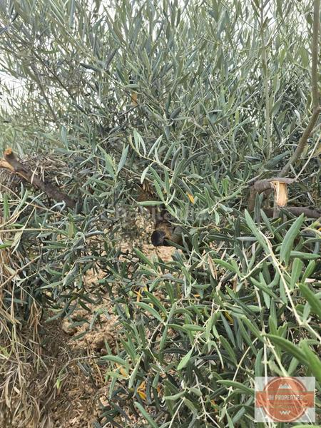 Foto 13b317b0-eadc-45fe-8553-4b02364c6f3d. Terreno residenziale in Coín