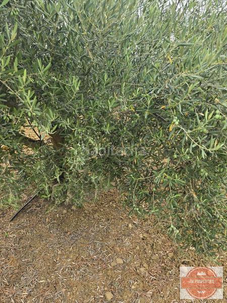 Foto e74dbe35-4919-4ac8-9ddb-c25fbb609a31. Terreno residenziale in Coín