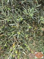 Terrain résidentiel à Coín