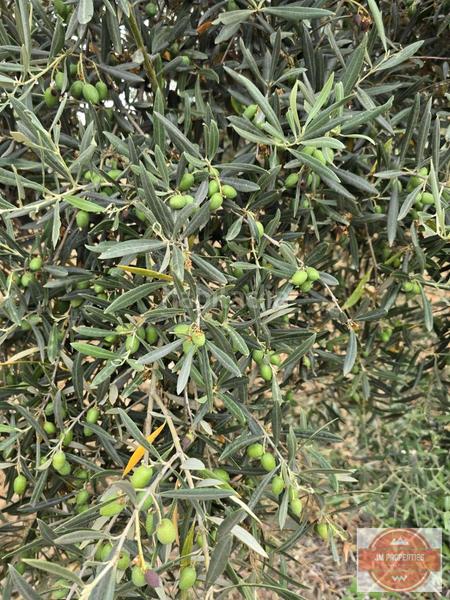 Foto f2ab4782-13ce-4705-aad5-b42b5af67697. Terreno residencial en Coín