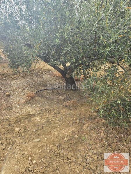 Foto 0541f516-834c-456d-83ae-7c6d63ae199b. Wohngrundstück in Coín