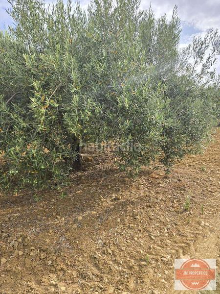 Foto 0ab7eac6-9c4e-41dd-8c64-2d278337bf53. Wohngrundstück in Coín