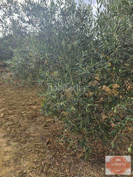 Foto 344e0c2f-103b-4989-bd07-28da53e2c81b. Wohngrundstück in Coín