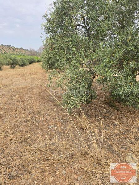 Foto 401fb84a-84d7-4687-bcab-c9dd2ff359f3. Wohngrundstück in Coín