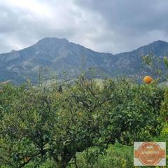 Residential Plot  N/a