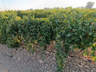Finca rústica a Tomelloso. Venta de 23 hectáreas de parras regadío