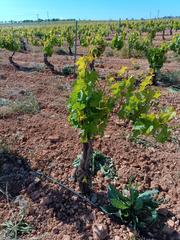 Finca rústica a Valdepeñas. Viña emparrada 9 hectáreas de regadío