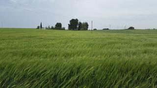 Fondo rustico in Tomelloso