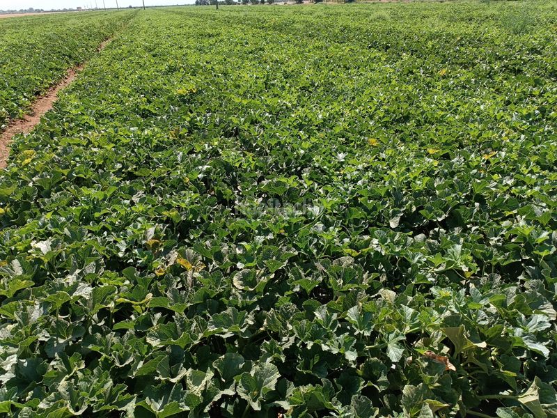 Foto 30bc8852-c216-459b-85c9-410c0dca6917. Finca rústica a Alcázar de San Juan