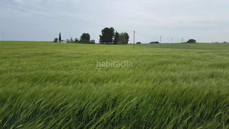 Foto 51f6fe9f-2f63-44cd-a1ba-90a5c8084b3a. Finca rústica a Alcázar de San Juan