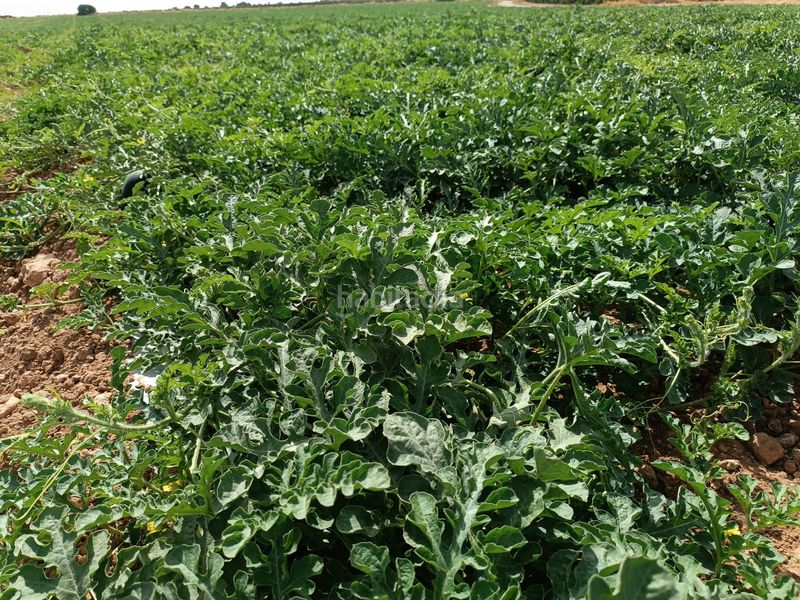 Foto 6a8b6268-f691-4e01-8566-1c194dfb8eaa. Finca rústica a Alcázar de San Juan