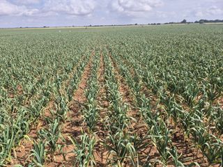 Finca rústica a Alcázar de San Juan. Vendo finca rústica 21 hectáreas de regadío