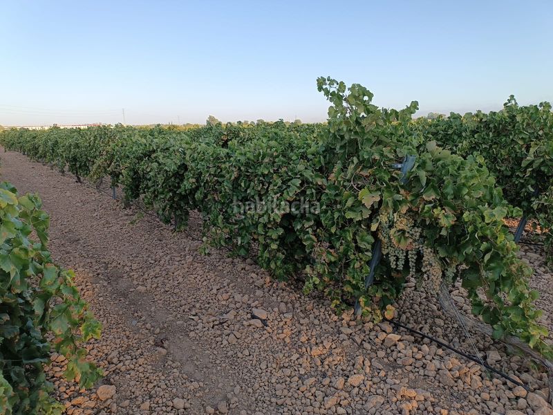 Foto 3e9333f0-835c-49c5-9e39-54e31339e91c. Finca rústica a Tomelloso