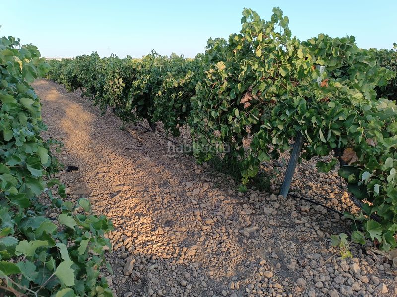 Foto 577970bb-14e1-4479-984b-f6c88b8d6c90. Finca rústica a Tomelloso