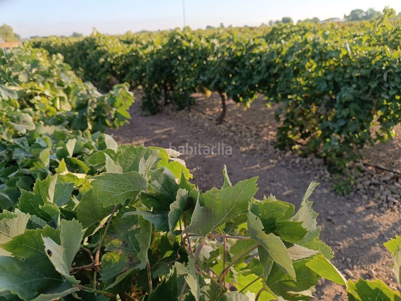 Foto 9e0c85c2-775b-4bac-b210-99e94ea62f2a. Finca rústica a Tomelloso