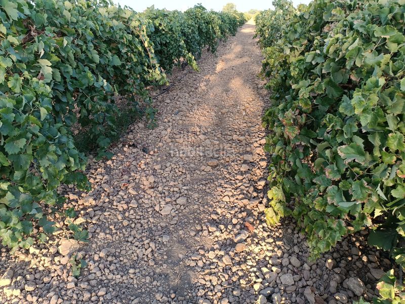 Foto db2024c3-2a9d-4623-be36-10ea886c9173. Finca rústica a Tomelloso