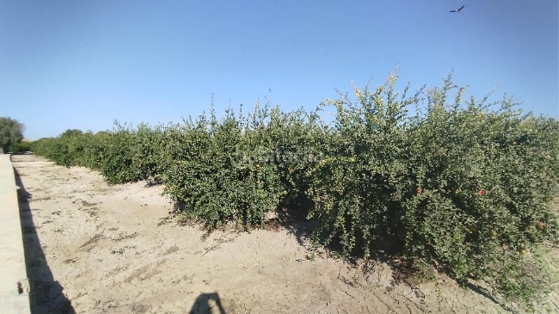 Foto 49209a37-dee9-439e-a900-32a84dfd553a. Residential plot in Almoradí