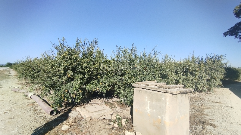 Foto 5f4a1fe9-dec5-46f9-b504-9c8ee9e1456b. Residential plot in Almoradí