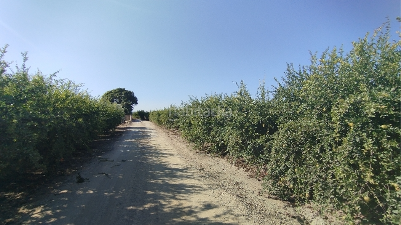 Foto cb3df0a5-d17f-45c4-b0e4-bccf71686c55. Residential plot in Almoradí