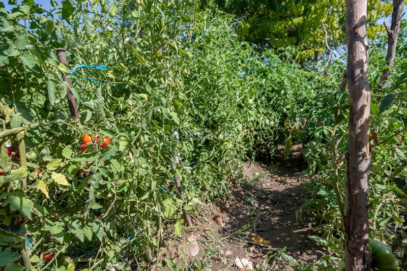 Foto 3a2afe1c-e0ce-49a5-88f4-3f74b5103dd4. Haus mit heizung pool in Fuente el Saz de Jarama