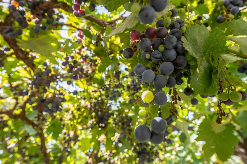 Foto 602c5c34-2c2f-40ed-bbc5-bab9730a74fa. Haus mit heizung pool in Fuente el Saz de Jarama