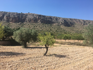 Terreny residencial a Romana (la). Parcela no edificable en venta  la romana