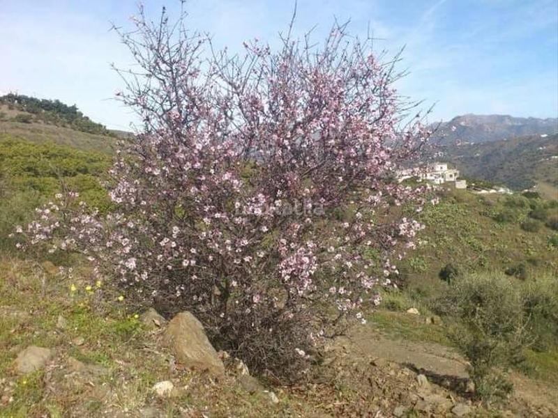 Foto ceb34454-3495-4023-b519-bb4f168c0372. Rent country house with heating pool in Torrox pueblo Torrox