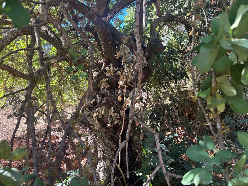 Foto 2cddf4b4-1d96-4257-95d4-5c1292a60a50. Finca rústica a Almogía