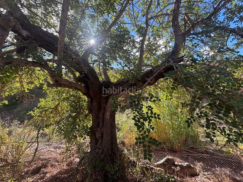 Foto 910414f9-2c99-4a8c-bc64-1a5cd73ff440. Finca rústica a Almogía