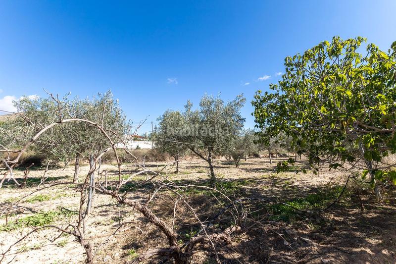 Foto fdeff3b3-b8ec-4d21-85bd-e0bceee73f53. Fondo rustico in Busot