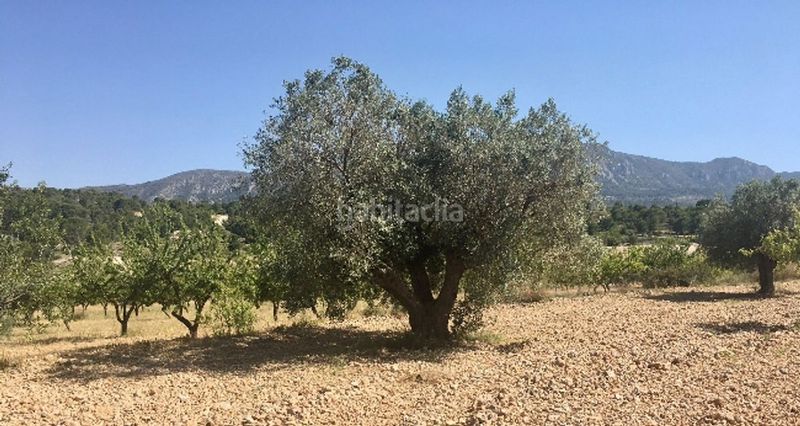 Foto 4a39946c-ba92-47c8-87e4-7229d3ec7867. Finca rústica a Romana (la)
