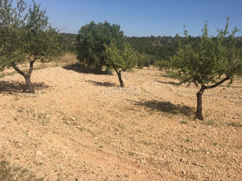 Foto 65f6fa0e-57a7-41be-82a3-aa245437c0ae. Finca rústica a Romana (la)