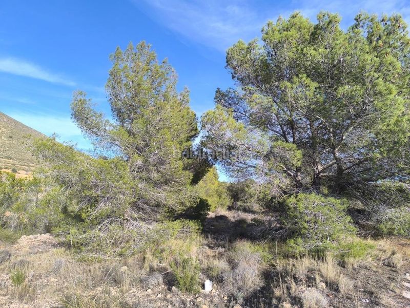 Foto 1a2c32b6-e809-4a66-a3e1-0050259a11e7. Finca rústica a Algueña