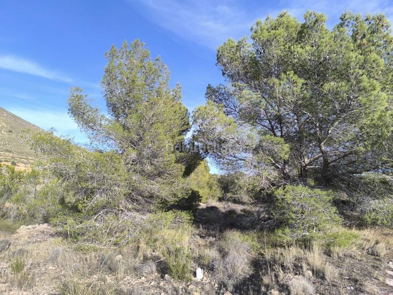 Foto 5e68f92e-be7d-43d7-9718-74e98438fcb0. Finca rústica a Algueña