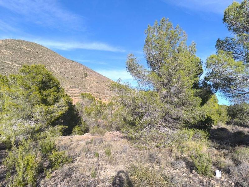 Foto d2cab8de-479f-411e-82e4-5452537f55a6. Finca rústica a Algueña