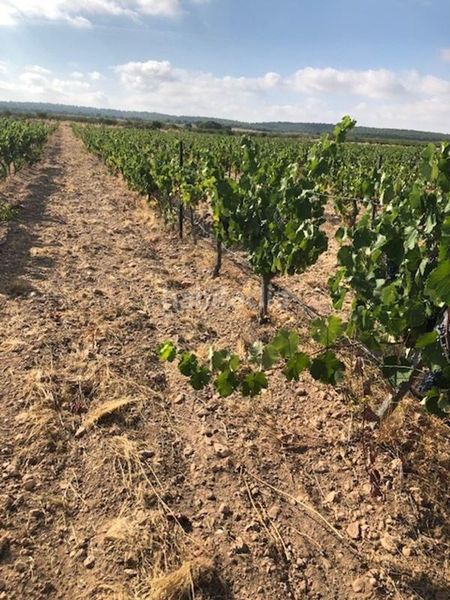 Foto ff90542c-12e8-40d2-8133-362418e0689e. Finca rústica a Jumilla