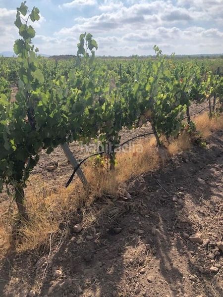 Foto e28ead98-d4d5-4a66-9eb9-d244469c1984. Finca rústica en Jumilla