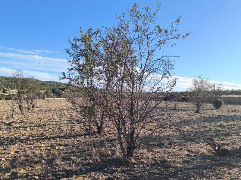 Foto 5a326d7f-a513-4c04-bb64-65485b89be38. Finca rústica a Salinas